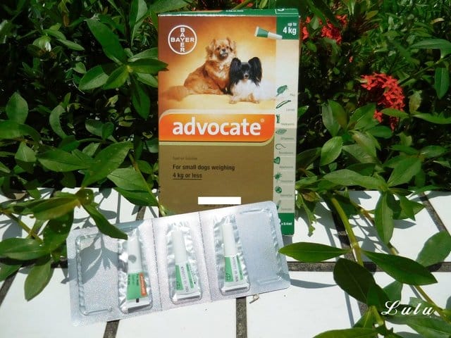 用拜耳愛護你的毛孩。advocate 心疥爽  & kiltix 吉樂帶 。給毛孩從裡至外的全面保護。驅除外寄生蟲頸圈