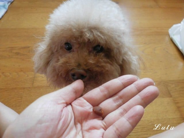 臺灣動藥。專for癌犬、狗狗眼睛保健。E癌能。眼得康。（汪星人專用）。嗜口性佳，寵物保健食品，狗狗營養品推薦
