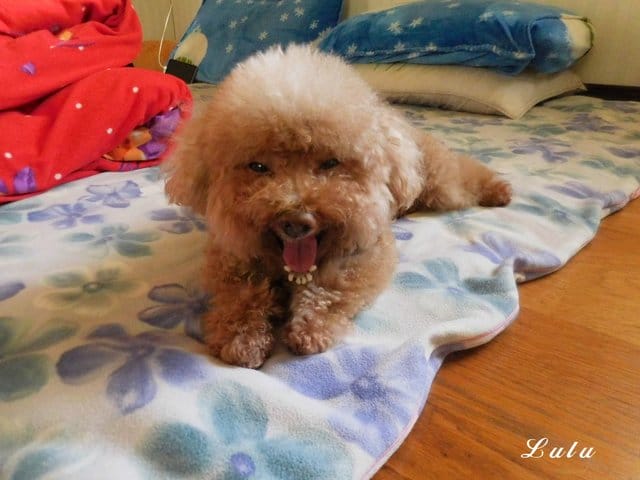 臺灣動藥。專for癌犬、狗狗眼睛保健。E癌能。眼得康。（汪星人專用）。嗜口性佳，寵物保健食品，狗狗營養品推薦
