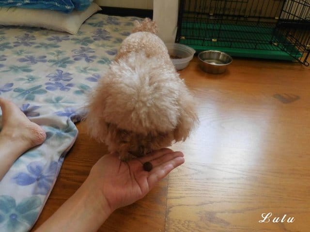 臺灣動藥。專for癌犬、狗狗眼睛保健。E癌能。眼得康。（汪星人專用）。嗜口性佳，寵物保健食品，狗狗營養品推薦