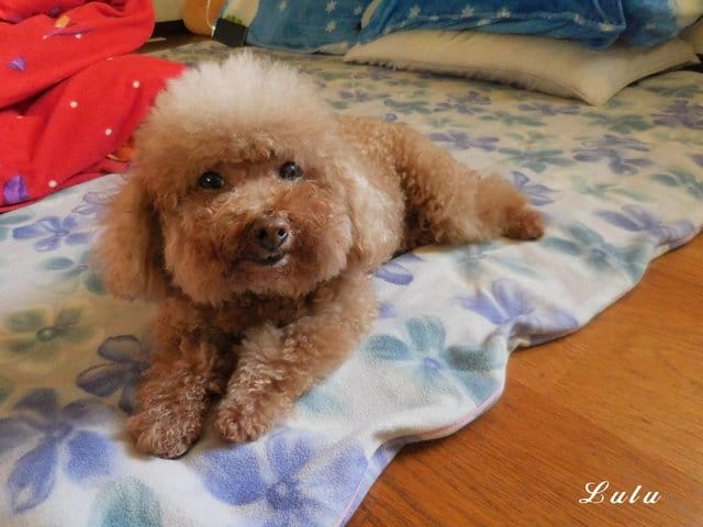 臺灣動藥。專for癌犬、狗狗眼睛保健。E癌能。眼得康。（汪星人專用）。嗜口性佳，寵物保健食品，狗狗營養品推薦