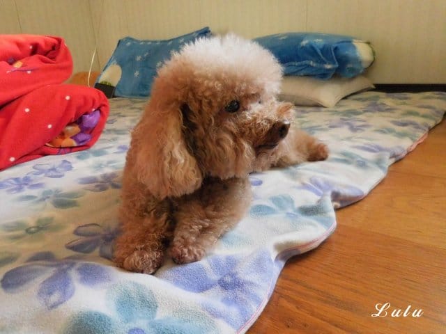 臺灣動藥。專for癌犬、狗狗眼睛保健。E癌能。眼得康。（汪星人專用）。嗜口性佳，寵物保健食品，狗狗營養品推薦