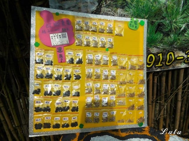 陽明山私房景點推薦。陽明山故鄉農場。陽明山金針花海半日遊。趁著9月前還沒凋謝趕緊衝一波
