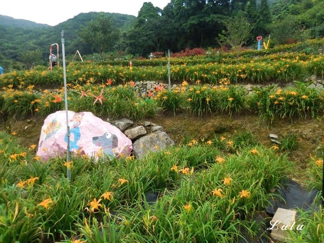陽明山私房景點推薦。陽明山故鄉農場。陽明山金針花海半日遊。趁著9月前還沒凋謝趕緊衝一波