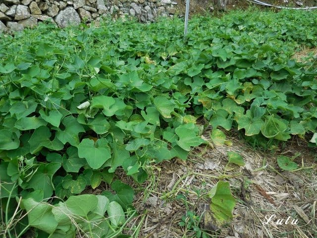 陽明山私房景點推薦。陽明山故鄉農場。陽明山金針花海半日遊。趁著9月前還沒凋謝趕緊衝一波