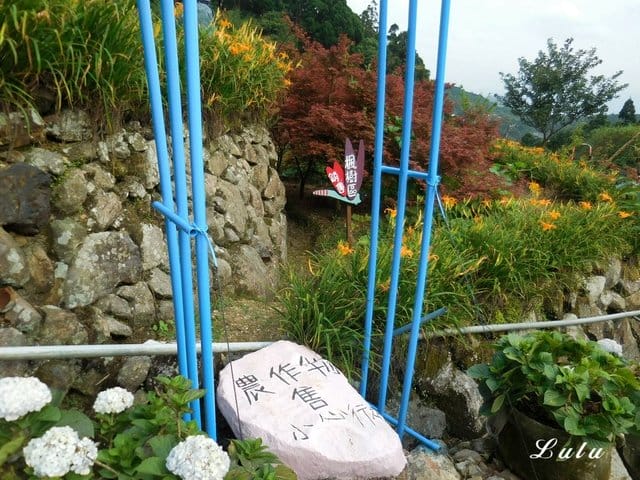 陽明山私房景點推薦。陽明山故鄉農場。陽明山金針花海半日遊。趁著9月前還沒凋謝趕緊衝一波