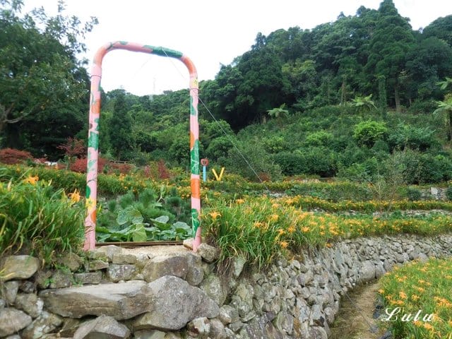 陽明山私房景點推薦。陽明山故鄉農場。陽明山金針花海半日遊。趁著9月前還沒凋謝趕緊衝一波