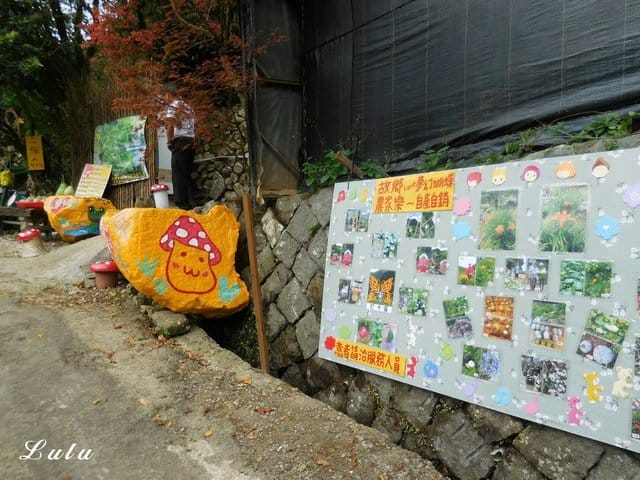 陽明山私房景點推薦。陽明山故鄉農場。陽明山金針花海半日遊。趁著9月前還沒凋謝趕緊衝一波