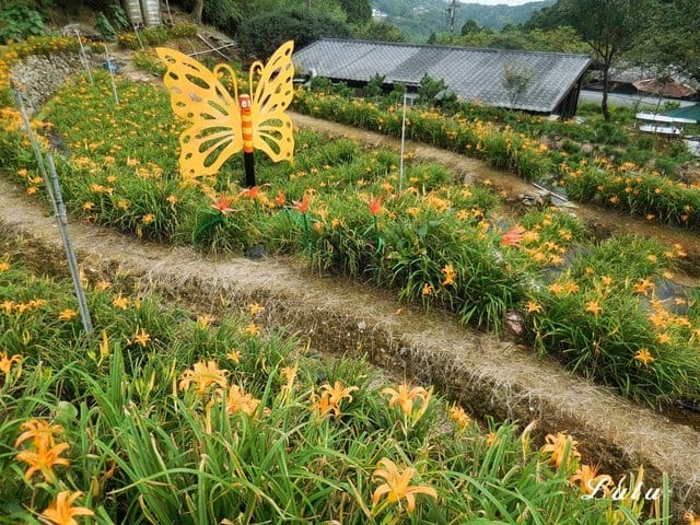 陽明山私房景點推薦。陽明山故鄉農場。陽明山金針花海半日遊。趁著9月前還沒凋謝趕緊衝一波