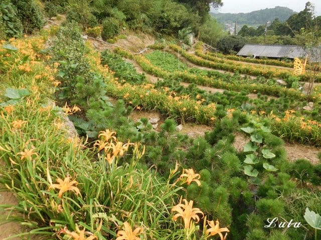 陽明山私房景點推薦。陽明山故鄉農場。陽明山金針花海半日遊。趁著9月前還沒凋謝趕緊衝一波
