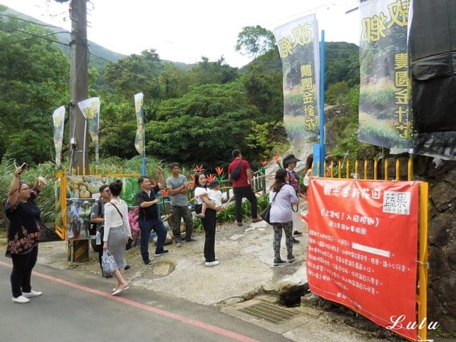 陽明山私房景點推薦。陽明山故鄉農場。陽明山金針花海半日遊。趁著9月前還沒凋謝趕緊衝一波