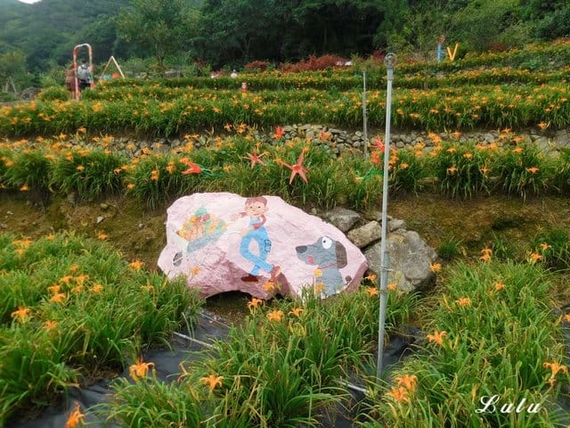 陽明山私房景點推薦。陽明山故鄉農場。陽明山金針花海半日遊。趁著9月前還沒凋謝趕緊衝一波