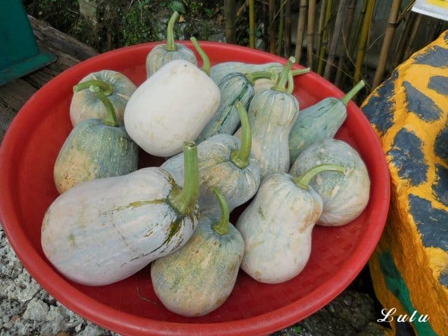 陽明山私房景點推薦。陽明山故鄉農場。陽明山金針花海半日遊。趁著9月前還沒凋謝趕緊衝一波
