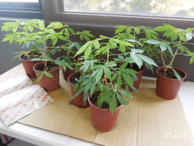 奇麗灣珍奶文化館。宜蘭免費景點推薦。好吃、好玩又好拍。大人、小朋友都喜歡的DIY手搖珍珠奶茶體驗。假日限定/牛排海鮮百匯，燈泡珍奶喝到飽