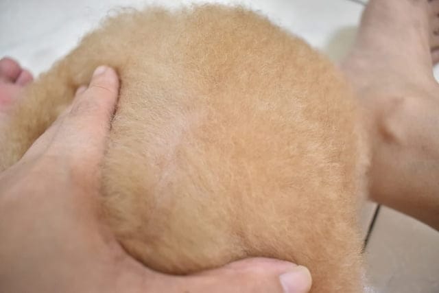 小樹苗深海精華肽。寵物皮膚救星。皮膚過敏，狗毛囊蟲。補充寵物無法自行合成之胺基酸