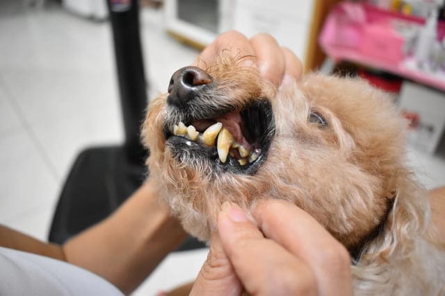 （文末抽獎）T-PET 迪貝多 狗狗潔牙凝膠。每週一次，輕鬆解決毛孩口臭問題。附潔牙指套，替毛孩刷牙其實一點也不困難