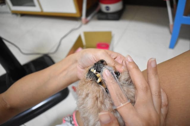 （文末抽獎）T-PET 迪貝多 狗狗潔牙凝膠。每週一次，輕鬆解決毛孩口臭問題。附潔牙指套，替毛孩刷牙其實一點也不困難