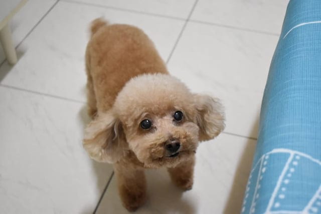（文末抽獎）T-PET 迪貝多 狗狗潔牙凝膠。每週一次，輕鬆解決毛孩口臭問題。附潔牙指套，替毛孩刷牙其實一點也不困難
