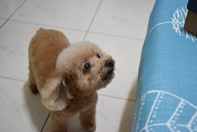 （文末抽獎）T-PET 迪貝多 狗狗潔牙凝膠。每週一次，輕鬆解決毛孩口臭問題。附潔牙指套，替毛孩刷牙其實一點也不困難