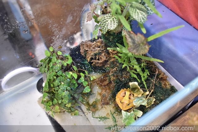 北投義式餐廳推薦。葉子異國小廚坊。智慧型點餐。義大利學藝回國的創意義式料理，讓美食同時也是一種美學