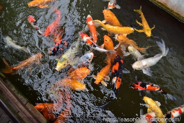 鯉魚潭周邊民宿推薦。#潭心閣民宿。客製化的早餐/備品齊全/小木屋的設計/餵魚趣。風光明媚的渡假聖地