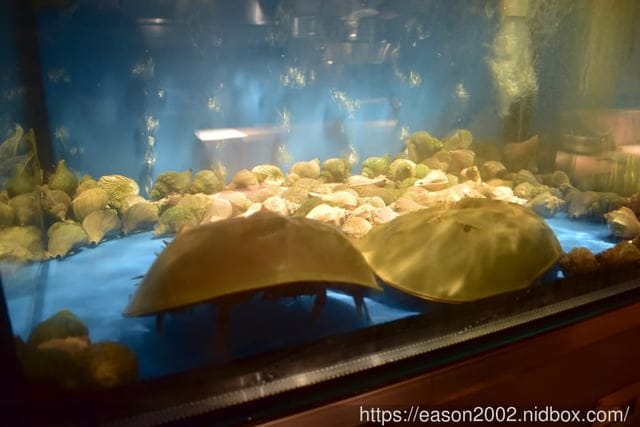 中山區美食。安東建一水產。吃到，新鮮海味的原始鮮甜。真實感的蟹肉棒+紮實口感的龍蝦料理