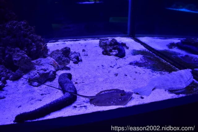 【基隆景點】國立海洋科技博物館主題館 1F 特展廳。海洋嘉年華—趣味海洋生物特展。一起探索海底世界的奧妙