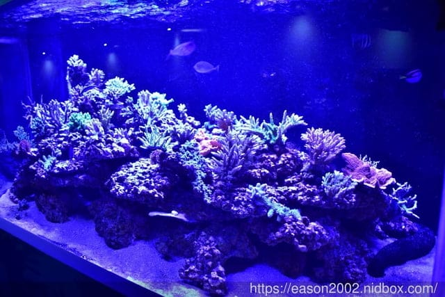 【基隆景點】國立海洋科技博物館主題館 1F 特展廳。海洋嘉年華—趣味海洋生物特展。一起探索海底世界的奧妙