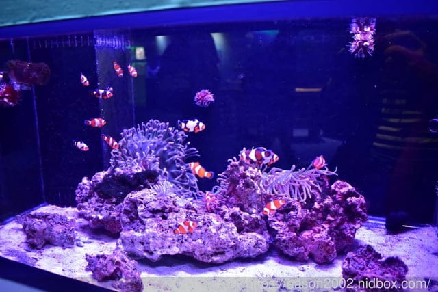 【基隆景點】國立海洋科技博物館主題館 1F 特展廳。海洋嘉年華—趣味海洋生物特展。一起探索海底世界的奧妙