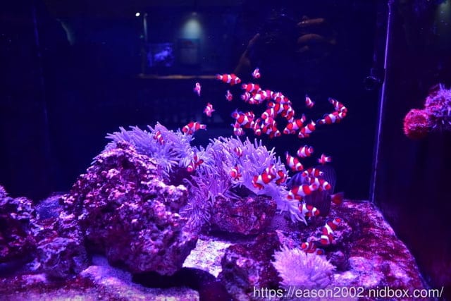 【基隆景點】國立海洋科技博物館主題館 1F 特展廳。海洋嘉年華—趣味海洋生物特展。一起探索海底世界的奧妙