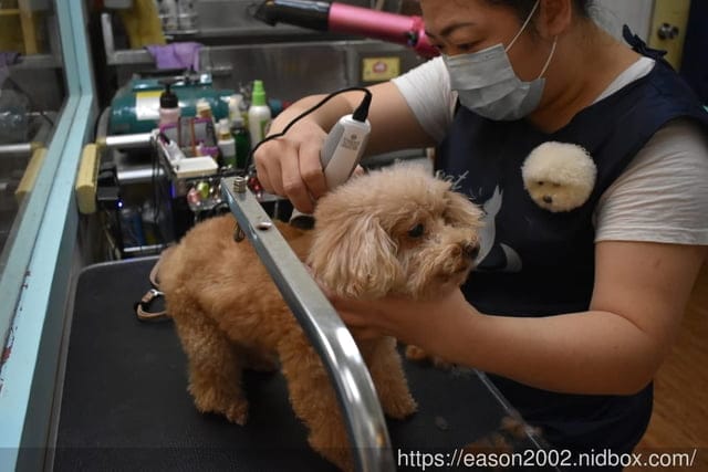 台中寵物美容推薦。Happy Dog 寵物精品沙龍。收費公道合理，美容師親切好相處，易溝通