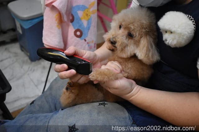 台中寵物美容推薦。Happy Dog 寵物精品沙龍。收費公道合理，美容師親切好相處，易溝通