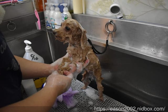 台中寵物美容推薦。Happy Dog 寵物精品沙龍。收費公道合理，美容師親切好相處，易溝通