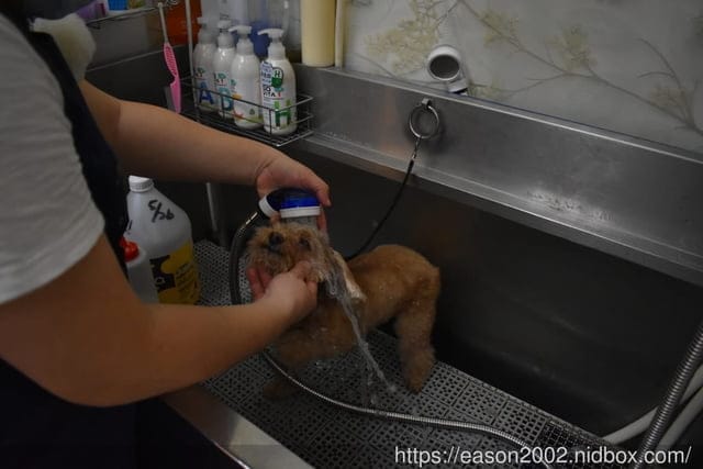 台中寵物美容推薦。Happy Dog 寵物精品沙龍。收費公道合理，美容師親切好相處，易溝通