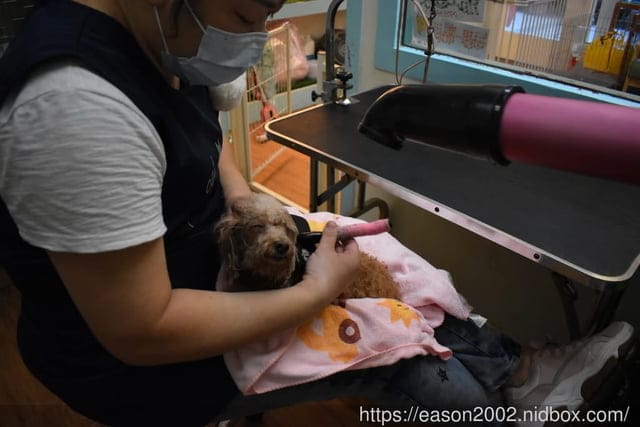 台中寵物美容推薦。Happy Dog 寵物精品沙龍。收費公道合理，美容師親切好相處，易溝通