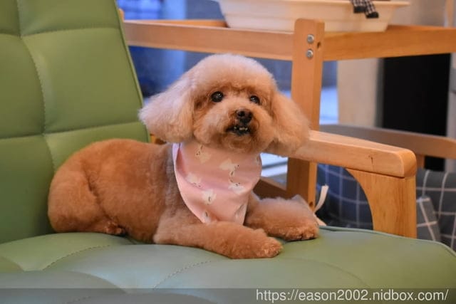 台中寵物美容推薦。Happy Dog 寵物精品沙龍。收費公道合理，美容師親切好相處，易溝通