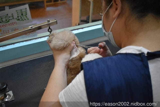 台中寵物美容推薦。Happy Dog 寵物精品沙龍。收費公道合理，美容師親切好相處，易溝通