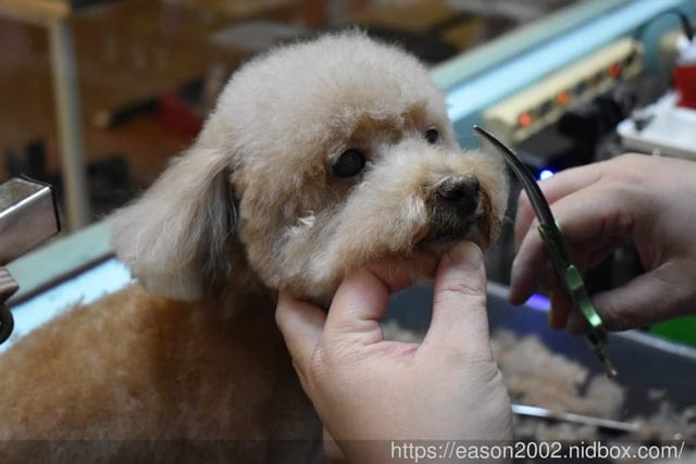 台中寵物美容推薦。Happy Dog 寵物精品沙龍。收費公道合理，美容師親切好相處，易溝通