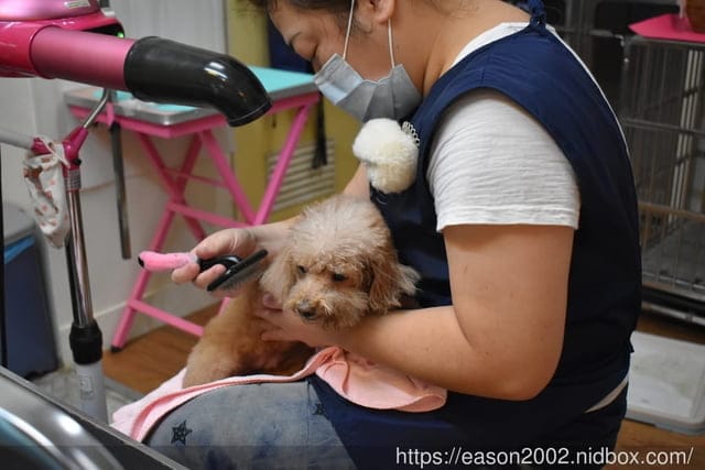 台中寵物美容推薦。Happy Dog 寵物精品沙龍。收費公道合理，美容師親切好相處，易溝通