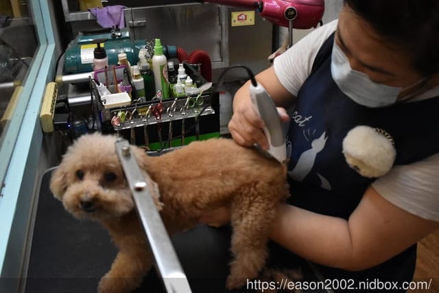 台中寵物美容推薦。Happy Dog 寵物精品沙龍。收費公道合理，美容師親切好相處，易溝通