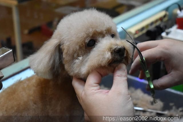 台中寵物美容推薦。Happy Dog 寵物精品沙龍。收費公道合理，美容師親切好相處，易溝通