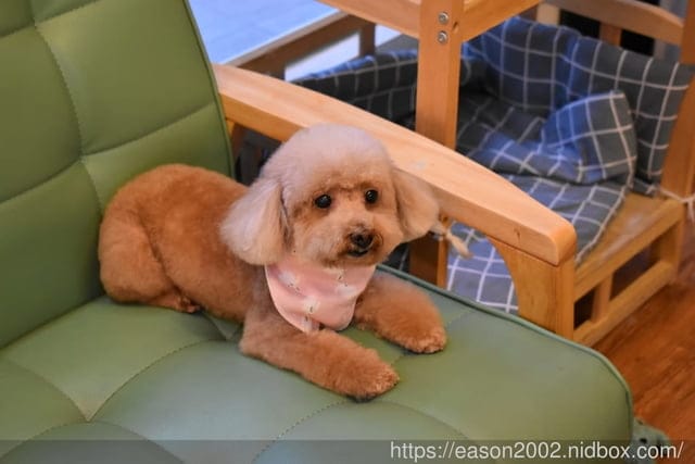台中寵物美容推薦。Happy Dog 寵物精品沙龍。收費公道合理，美容師親切好相處，易溝通