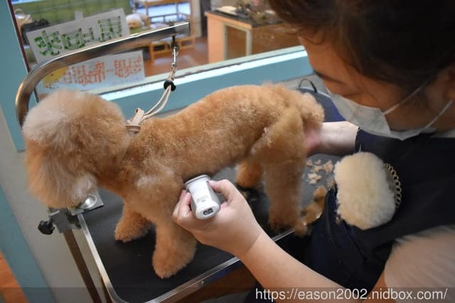 台中寵物美容推薦。Happy Dog 寵物精品沙龍。收費公道合理，美容師親切好相處，易溝通