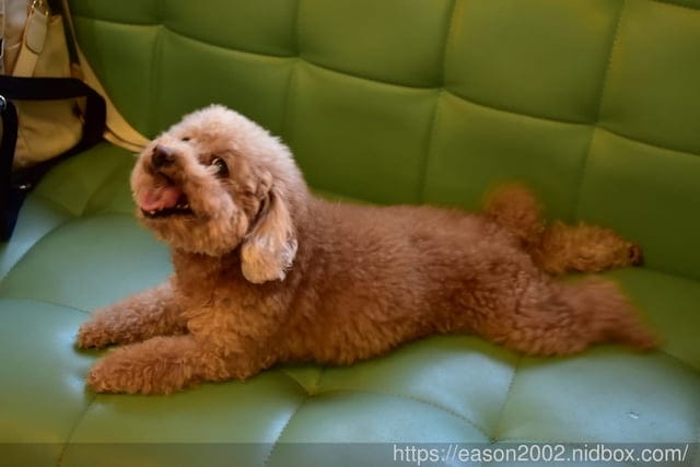 台中寵物美容推薦。Happy Dog 寵物精品沙龍。收費公道合理，美容師親切好相處，易溝通