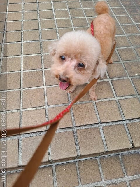 HOHO犬雞肉1.5KG。寶貝毛孩最佳的寵物乾糧。嗜口性佳，一吃就愛上