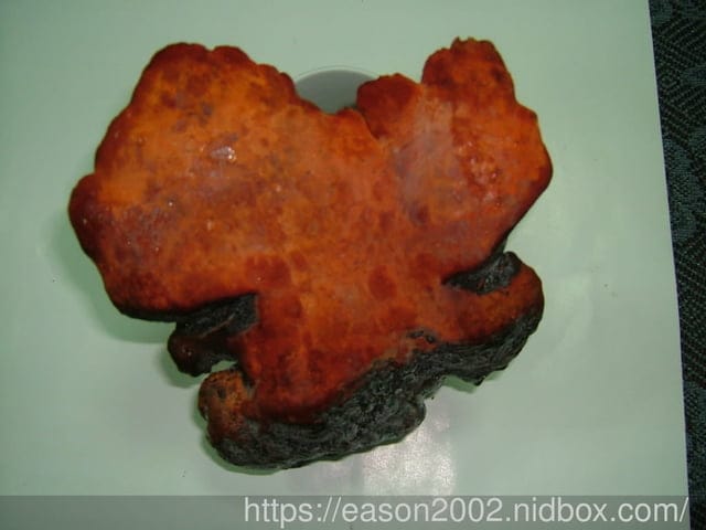 【COSHIA科雅健研】牛樟芝子實體素食膠囊。日本熱銷的牛樟芝推薦品牌。無毒牛樟芝，通過各項檢測，有身分認證的雙菌種成分
