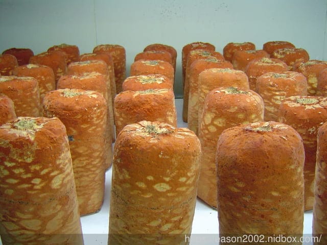 【COSHIA科雅健研】牛樟芝子實體素食膠囊。日本熱銷的牛樟芝推薦品牌。無毒牛樟芝，通過各項檢測，有身分認證的雙菌種成分