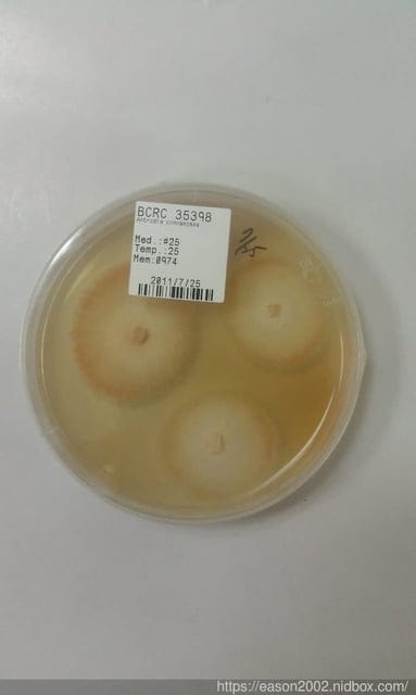 【COSHIA科雅健研】牛樟芝子實體素食膠囊。日本熱銷的牛樟芝推薦品牌。無毒牛樟芝，通過各項檢測，有身分認證的雙菌種成分