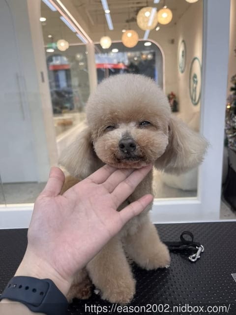 台北寵物美容哪家最貼心仔細！？ | 狗尾草寵物Furtail 精緻美容spa 日式按摩 芳療草本 聯絡簿完整記錄