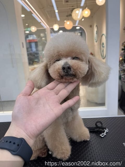 台北寵物美容哪家最貼心仔細！？ | 狗尾草寵物Furtail 精緻美容spa 日式按摩 芳療草本 聯絡簿完整記錄